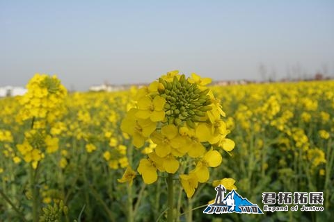 景秀大地果園采摘+消泗油菜花一日游