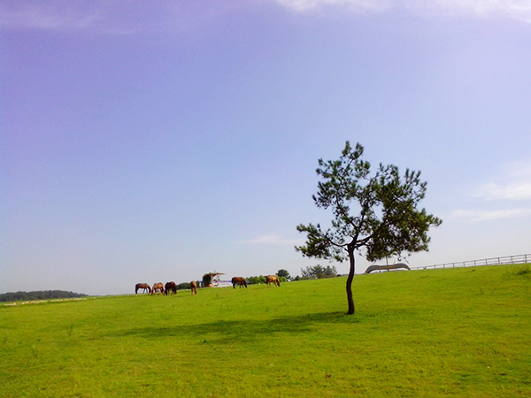 黃陂木蘭草原旅游拓展基地