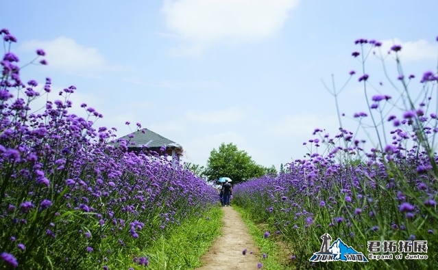 宜昌枝江同心花海拓展基地